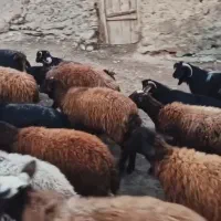 گوسفند مدت دار آلرام