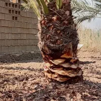 شخم زدن با تیلر