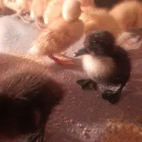 جوجه اردک اسرائیلی و شوروی