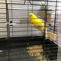 مرغ عشق مولد تک رنگ