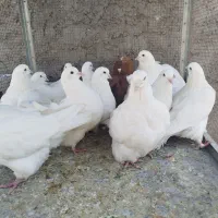 کینک سنکین وزن
