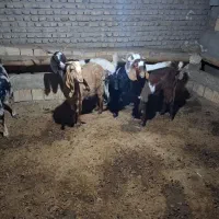 بز و بزغاله