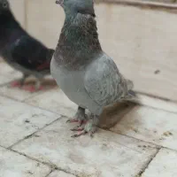 یک جفت کفتر ساتن طاووسی