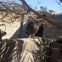 بوقلمو فروشی|حیوانات مزرعه|بم, |دیوار