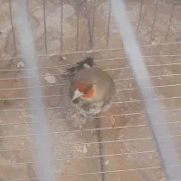 سهره سقا کرمونی|پرنده|کرمان, |دیوار