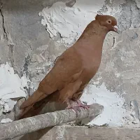 نر زرد