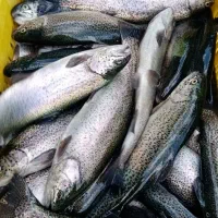 ماهی قزل آلا ملحمدره 400الی 500 گرمی