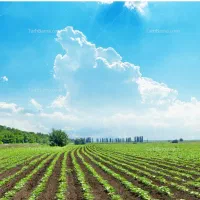 زمین کشاورزی