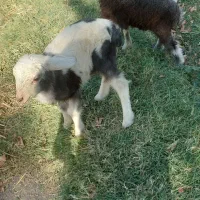 بره میش بره میش بره شیری  بز