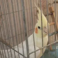 عروس هلندی|پرنده|جوانرود, |دیوار