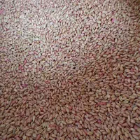 بذر گندم آبی پیشگام
