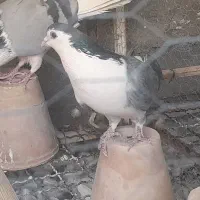 نر فولادی سر قدیم و نر خرقه|پرنده|برخوار, |دیوار