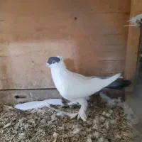 فروشی امپراتور