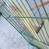 پرنده عروس هلندی مولد|پرنده|رومشکان, |دیوار