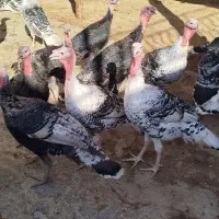 بوقلمون کردی|حیوانات مزرعه|گیلان غرب, |دیوار