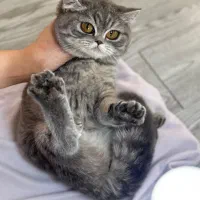 بریتیش سیلور سه ماهه