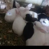خرگوش