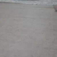 موکت کرم رنگ بسیار خوش رنگ اندازه ۳۷۰ در ۳