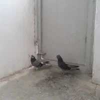 کبوتر|حیوانات|قم, انصارالحسین|دیوار