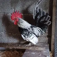 مرغ و خروس جاپنیز|حیوانات مزرعه|رویان, |دیوار