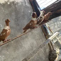 ککیلی|پرنده|اردبیل, |دیوار