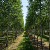 نیگرا ترکیه با کیفیت عالی و رشد سریع