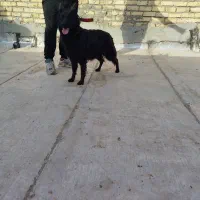 سگ ژرمن بلاک شپرد شولاین|سگ|کاشان, شهدا|دیوار