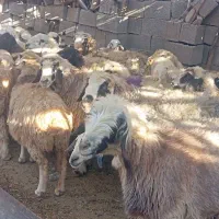 25راس میش داشتی صحرایی|حیوانات مزرعه|ارژن, |دیوار