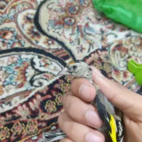 دو عدد سهره سمیرم انتیک