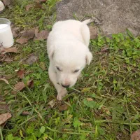 واگذاری ب کسی ک بتونع این حیوونو تو اتاق نگهدارع|سگ|کوچصفهان, |دیوار