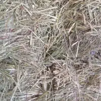 صد عدد پرس یونجه بومی کیلو سی پنج