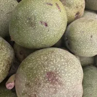 گردو تر بسته ای ۱۰۰هزارتومن