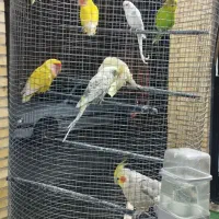 عروس،کوتوله،مرغعشق|پرنده|اردکان, |دیوار