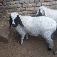 بره ماده چاق و چله