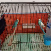 یک جفت مرغ عشق سرحال واهلی