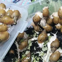 شغل‌خانگی‌پرورش‌حلزون کاردرمنزل خریدتخم وحلزون|استخدام بازاریابی و فروش|زاهدان, |دیوار