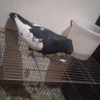 کفتر|پرنده|شیراز, شیشهگری|دیوار