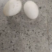 تخم اردک