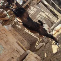 نر بز یک سال و سه چهار ماه درشت اندام و نژاد خوب|حیوانات مزرعه|دهلران, |دیوار