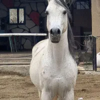 اسب ،باشگاه سوارکاری نعل،