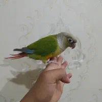 طوطی گرینچیک ماده