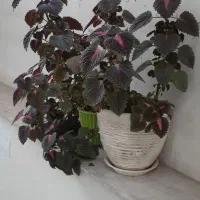 گل حسن یوسف