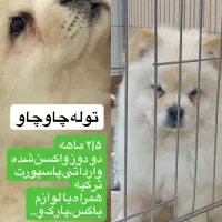 چاوچاو وارداتی شناسنامه پاسپورتی ترکیه