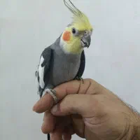 عروس هلندی