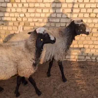 بره نر ...قوچ