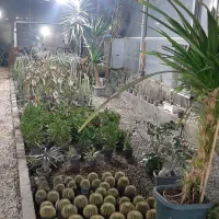 فروش ویژه گلهای آپارتمانی و ویلایی|حراج|صفادشت, |دیوار