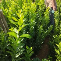 انواع درخت مرکبات