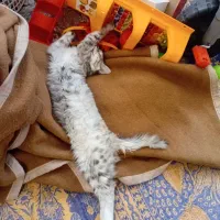 گربه رایگان