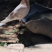 جوجه نر زرد