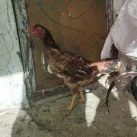 مرغ و خروس لاری|حیوانات مزرعه|کلیبر, |دیوار